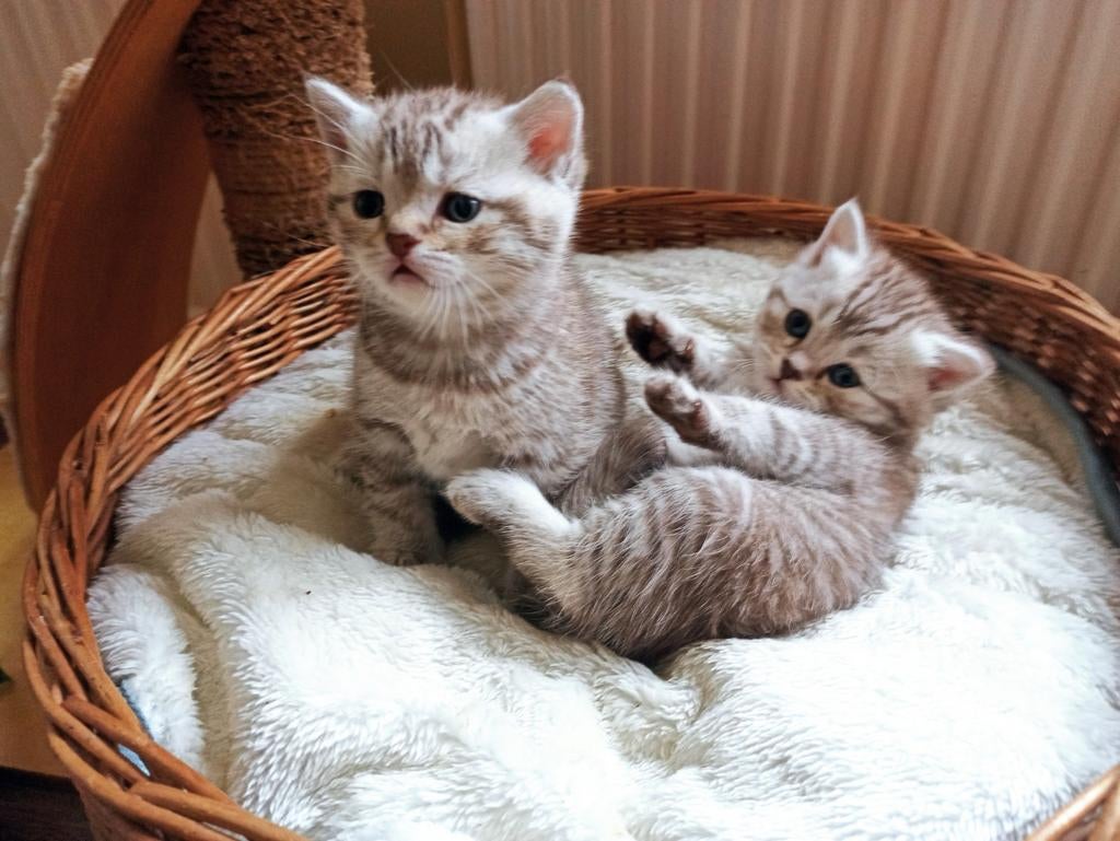 Prachtig poesje en 2 katertjes brits chocolate silver tabby, Kater, Ontwormd