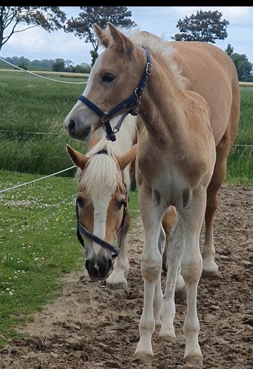 Haflinger veulen hengst, Dieren en Toebehoren, Hengst, 0 tot 2 jaar