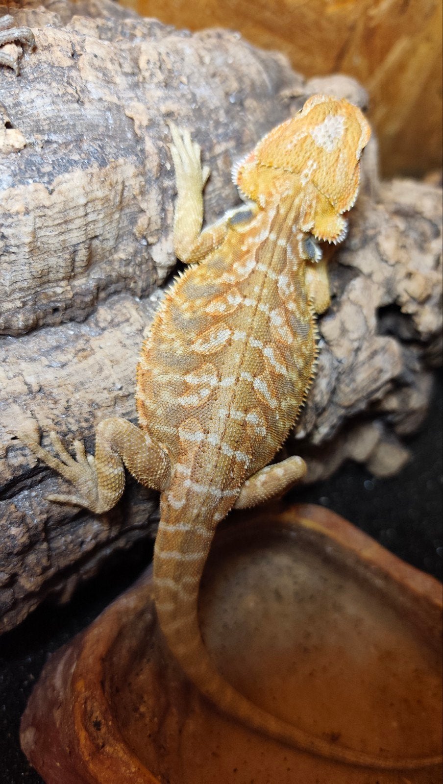 Jonge Baardagaam, Pogona Vitticeps. Bearded Dragon photo 2
