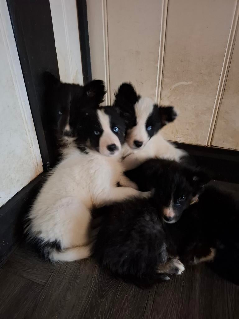 Prachtige Dutch laika pups.  Yakutian Laika, x Samojeed mix, Parvo, 8 tot 15 weken, Poolhond, Meerdere
