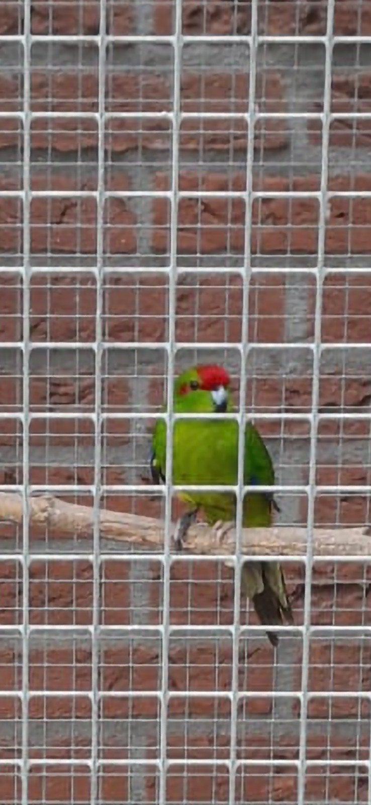 kakariki groen, Meerdere dieren, Parkiet
