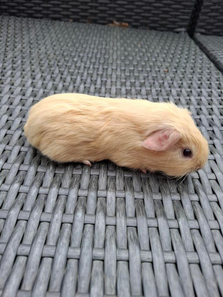 California crème cavia beertje gladhaar., Dieren en Toebehoren, Cavia, April, Mannelijk, Tam
