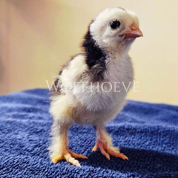 Brahma kuikens veel kleuren 1-7 dagen oud!, Dieren en Toebehoren, Pluimvee, Vrouwelijk, Kip