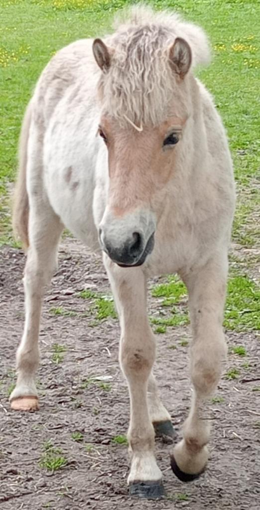 Jaarling FJORD hengstje 🩵, Dieren en Toebehoren, Niet van toepassing, B pony (1.17m tot 1.27m), 11 jaar of ouder, Recreatiepony