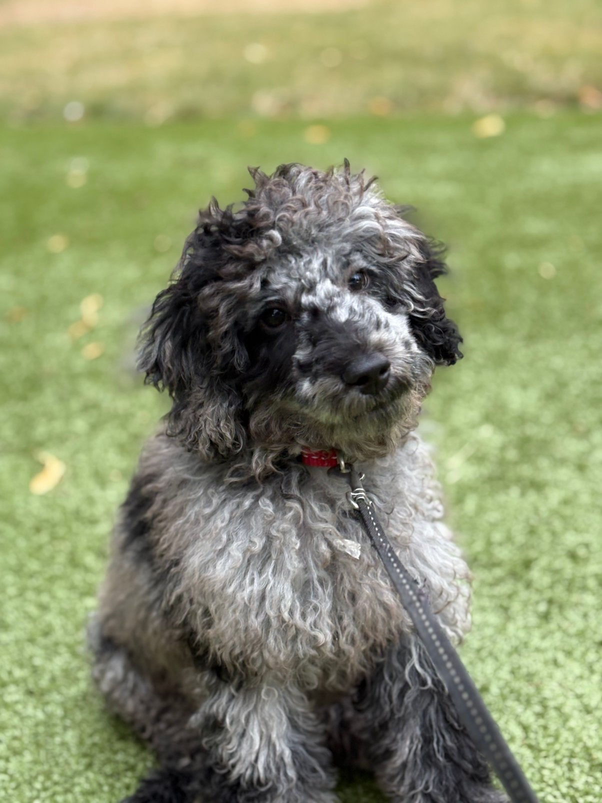 Toy Poedel puppy reutje zoekt een warm mandje 4 maanden oud, Reu, 8 tot 15 weken, Parvo, Eén hond