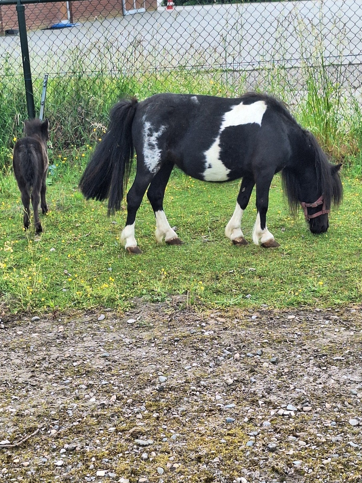 Mini merrie met hengstveulentje. NIEUWE ADVERTENTIE., Hengst, A pony (tot 1.17m), Recreatiepony, Gechipt