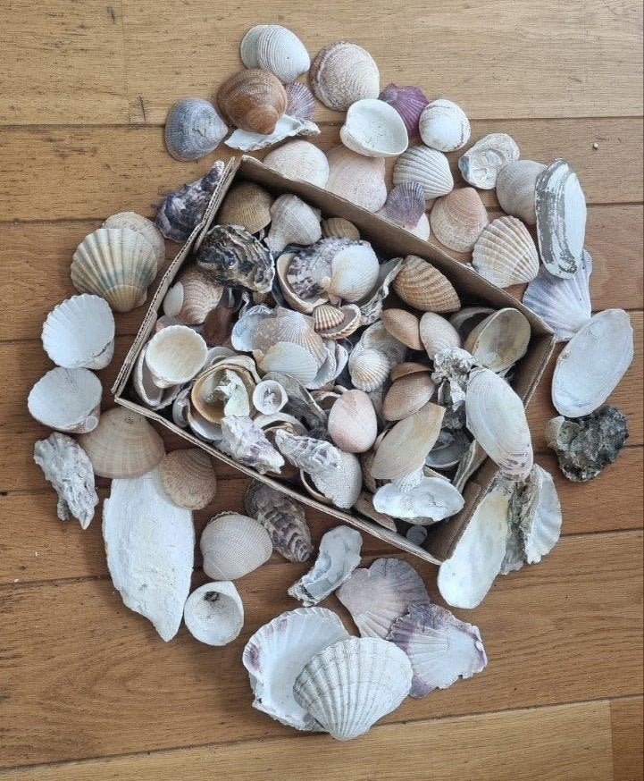 Diverse schelpen voor decoratie of knutselen 3,5 kg, Ophalen of Verzenden, Zo goed als nieuw