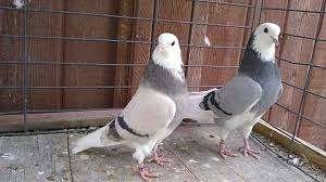 Sierduiven en Postduiven.............., Dieren en Toebehoren, Vogels | Duiven, Meerdere dieren, Overige soorten