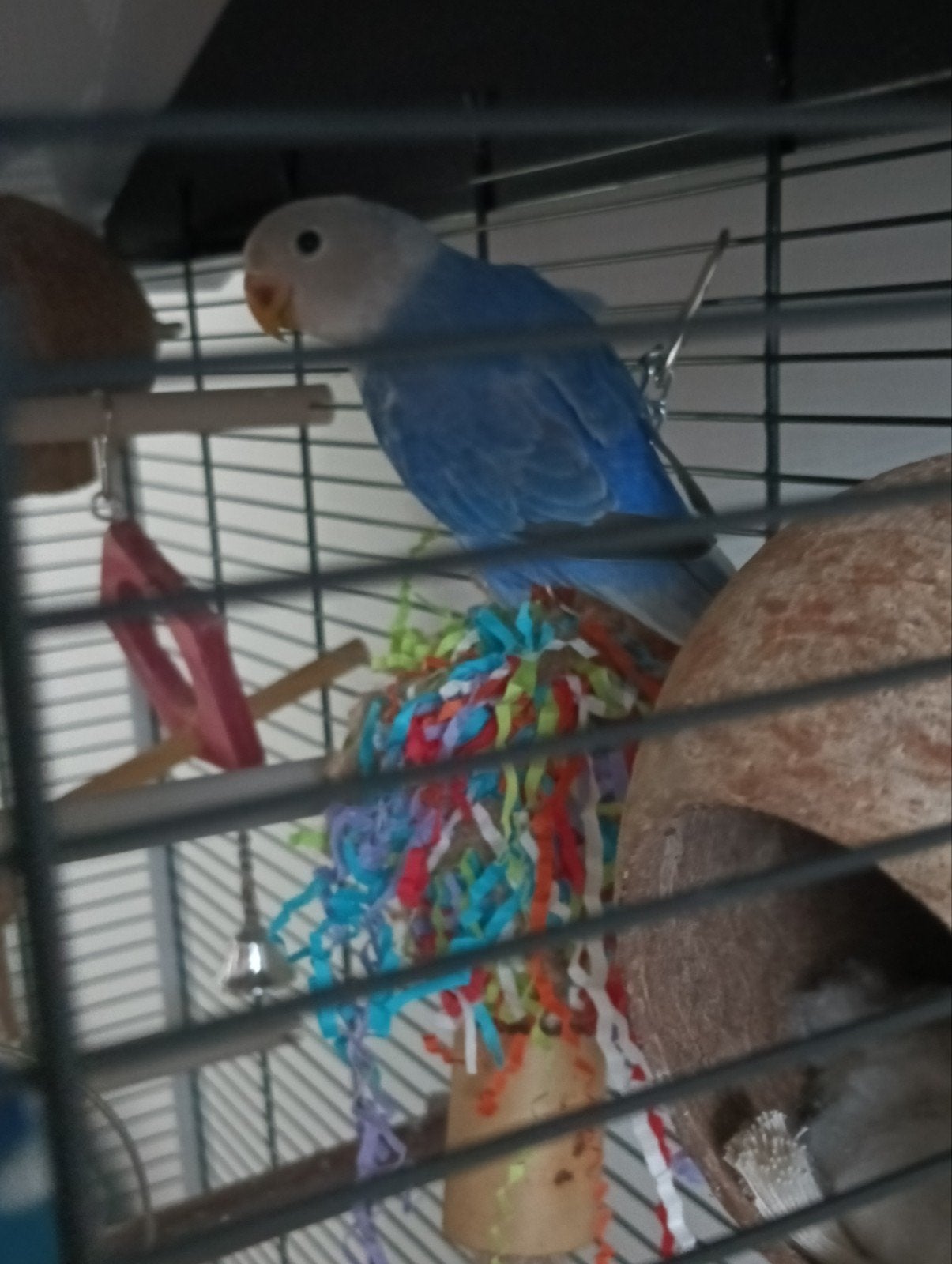 Jonge Agapornis, Geslacht onbekend, Tam