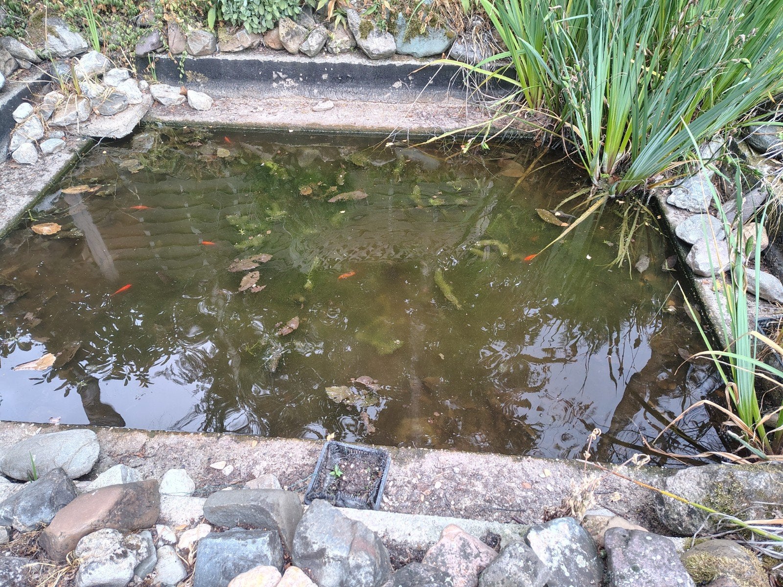 Goudvissen, Tuin en Terras, Ophalen