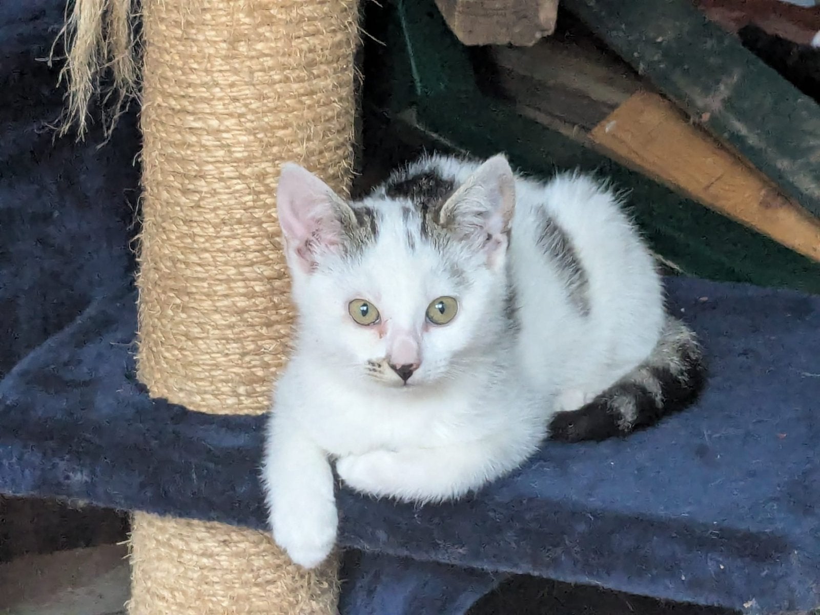 Superlieve vrouwelijke kitten, Dieren en Toebehoren, Katten en Kittens | Overige Katten, Poes