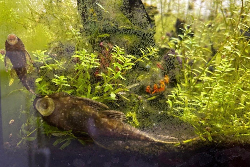 Meerval / Pleco, Vis