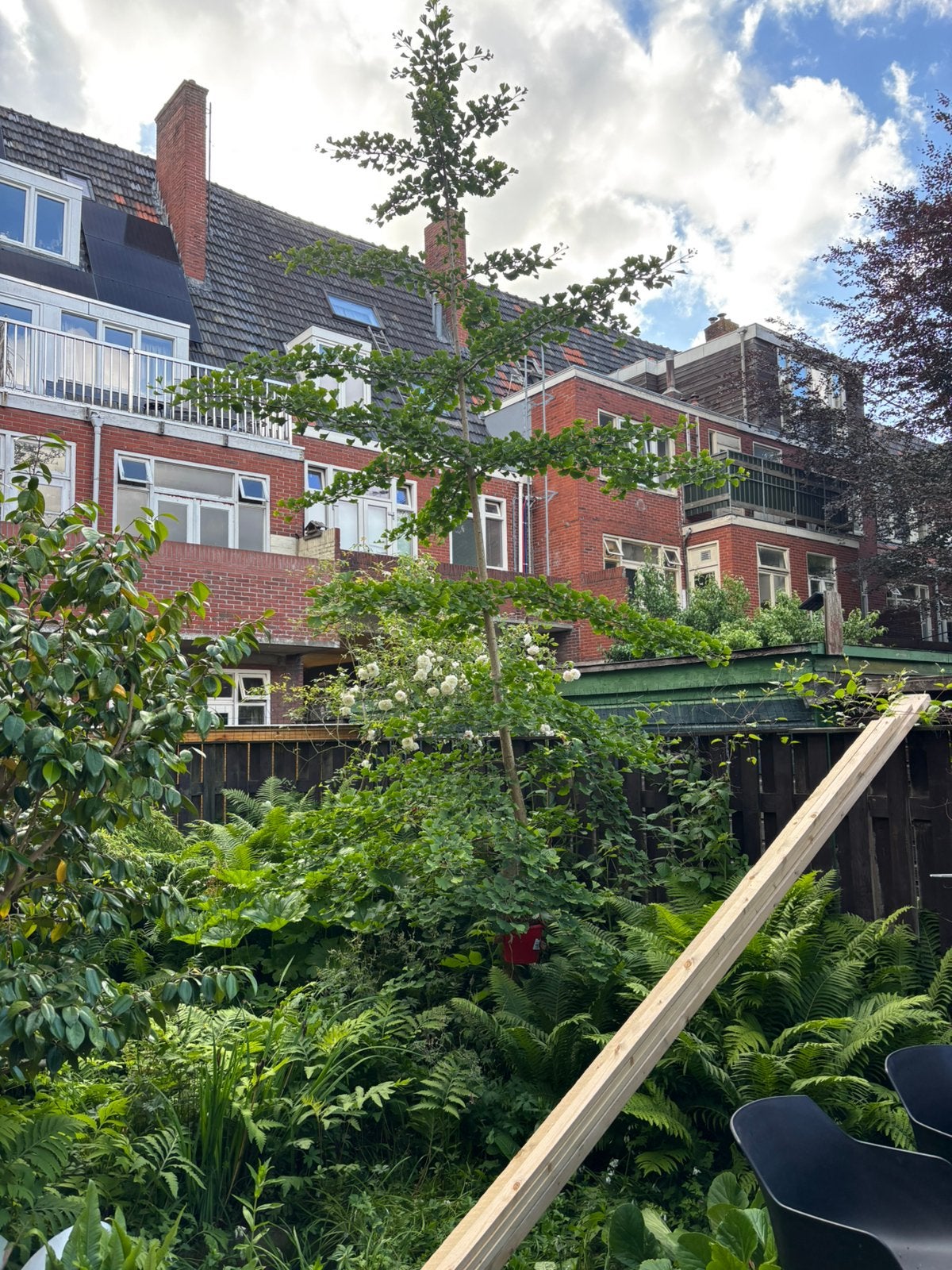 Japanse notenboom, Tuin en Terras, Planten | Bomen, Ophalen, Bloeit niet, Halfschaduw, Overige soorten
