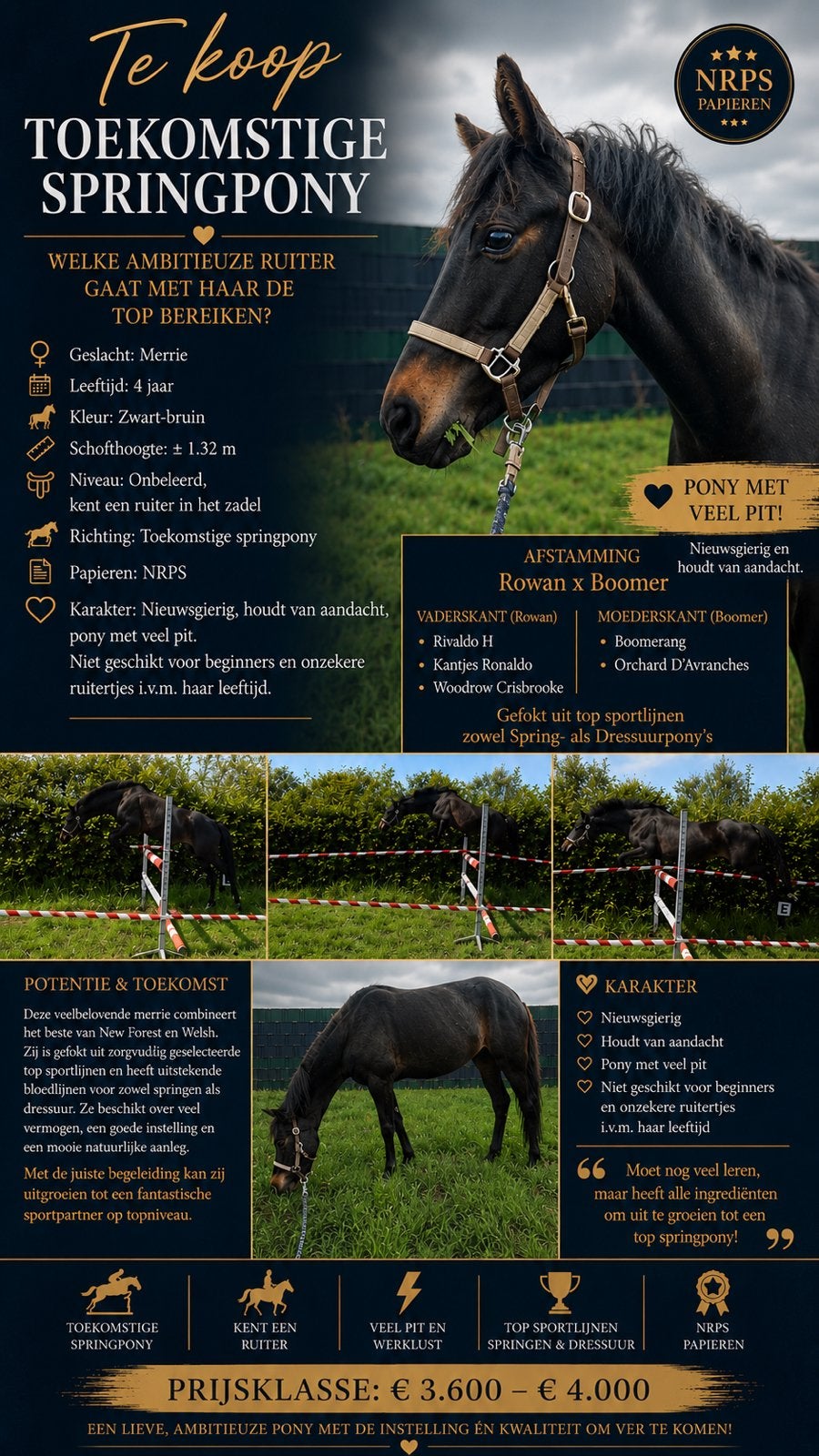 Talentvolle 4 jarige C pony & 5 jarige D pony New Forest!, Dieren en Toebehoren, Pony's, Merrie, Met stamboom, Springpony, Zadelmak