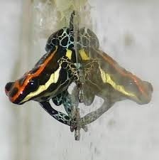 Ranitomeya uakarii 'Tamshiyacu'