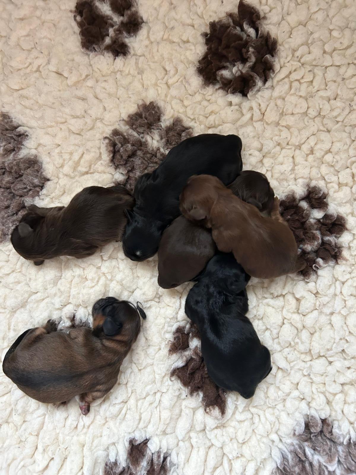 Shih Tzu Pups (reutjes), Parvo, Overige rassen, 8 tot 15 weken, Meerdere