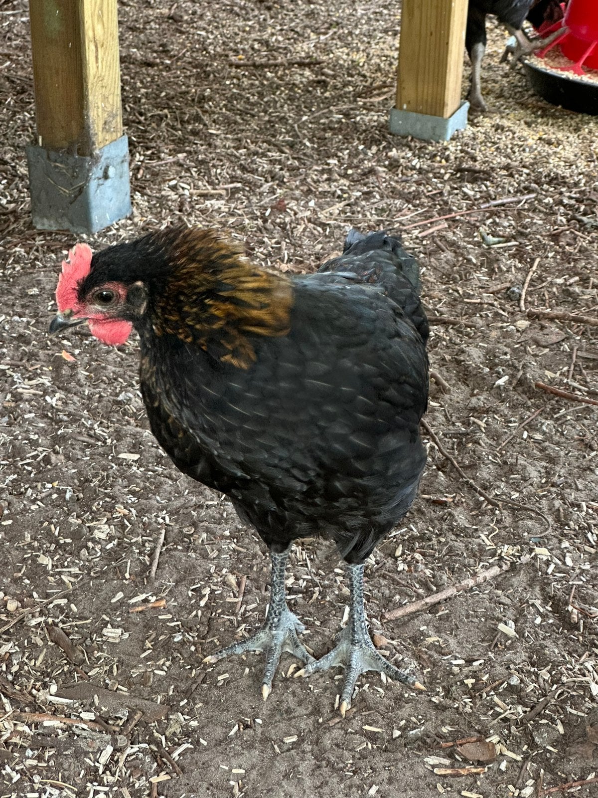3 hanen Marans x Araucana x Australorp, Dieren en Toebehoren, Mannelijk, Kip