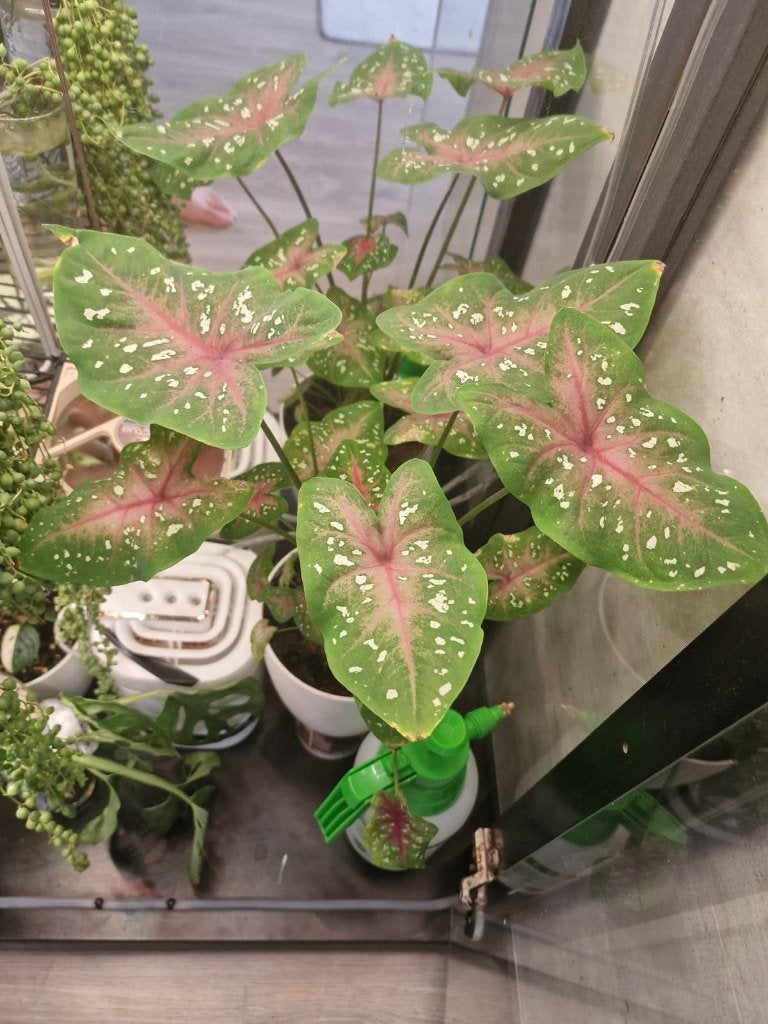 Caladium 'Pink Beauty', Ophalen, Halfschaduw, Minder dan 100 cm