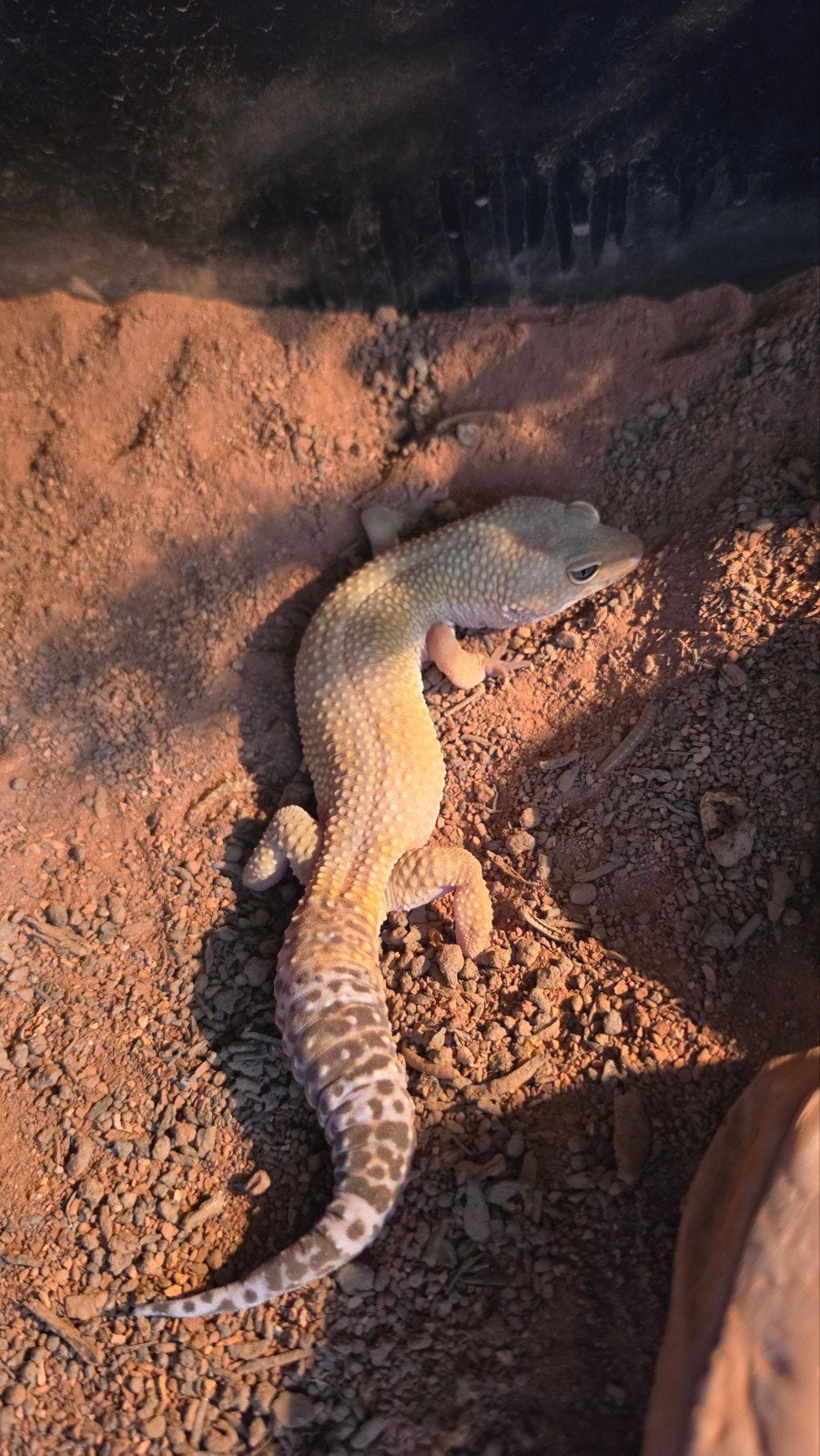 luipaardgekko met terrarium Leopard Gecko - unknown for sale from petra