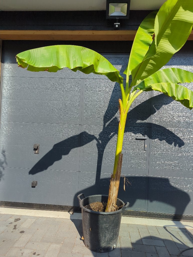Bananenplant Musa basjo, Ophalen, Overige soorten, Volle zon