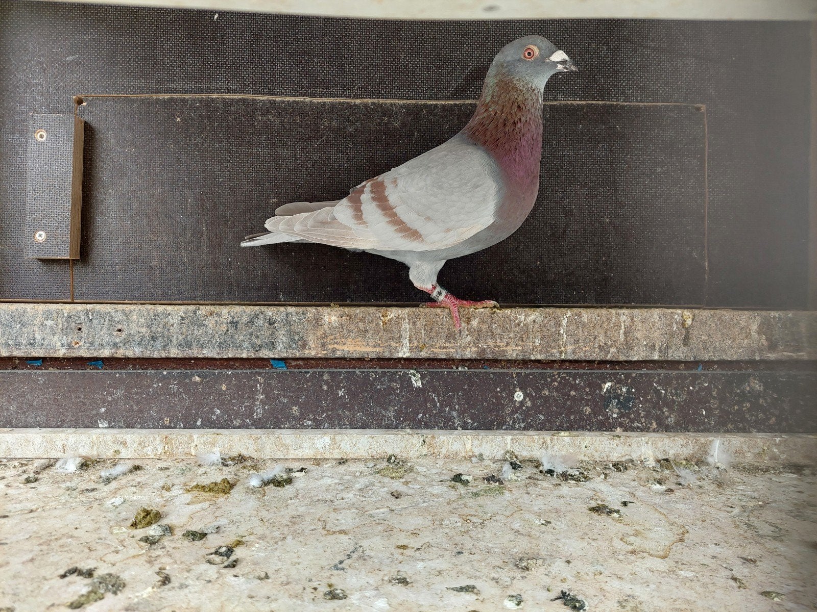 Mooie vale kweekdoffer, Dieren en Toebehoren, Mannelijk, Postduif