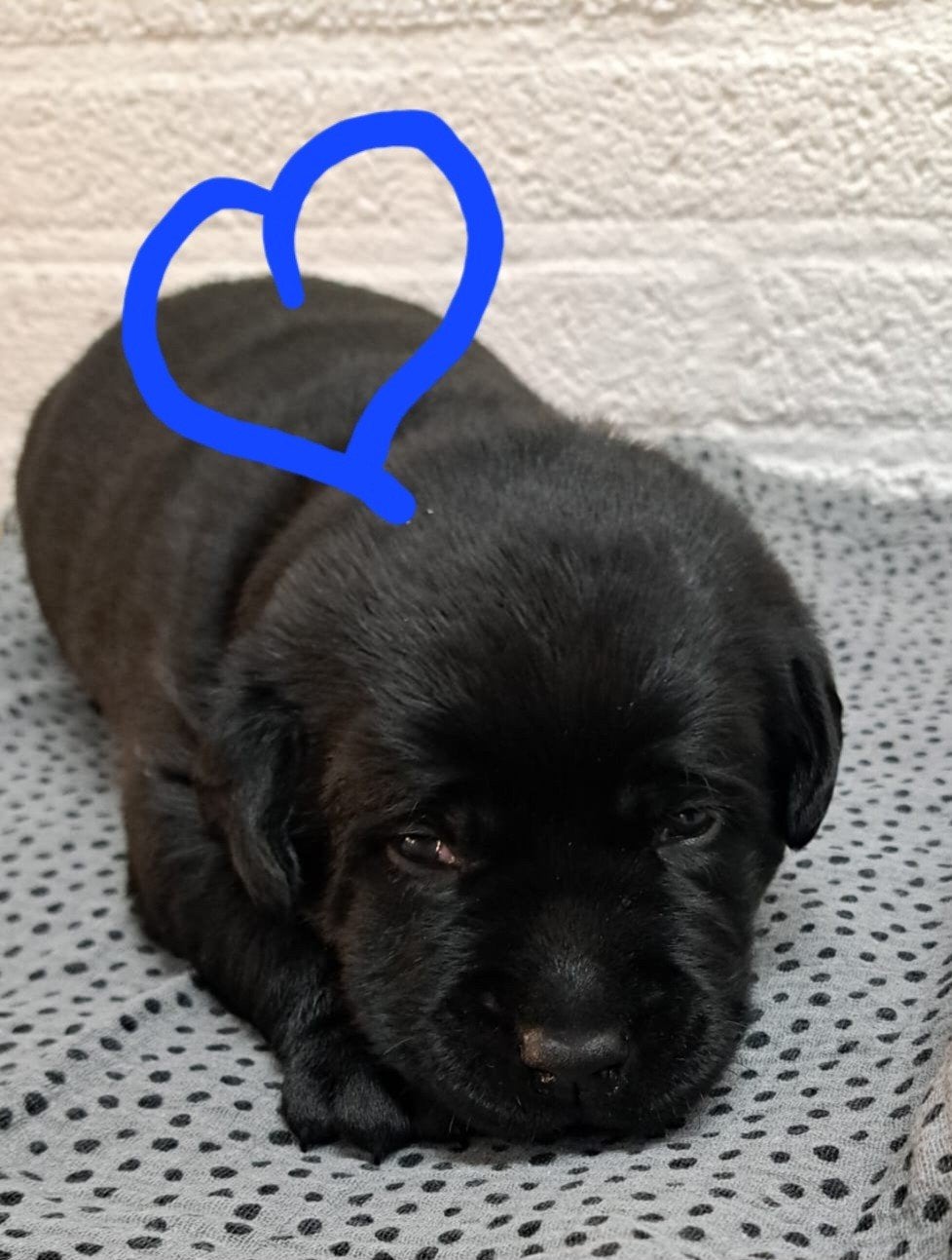 labrador pups met stamboom, 8 tot 15 weken, Labrador retriever, Meerdere, Meerdere dieren