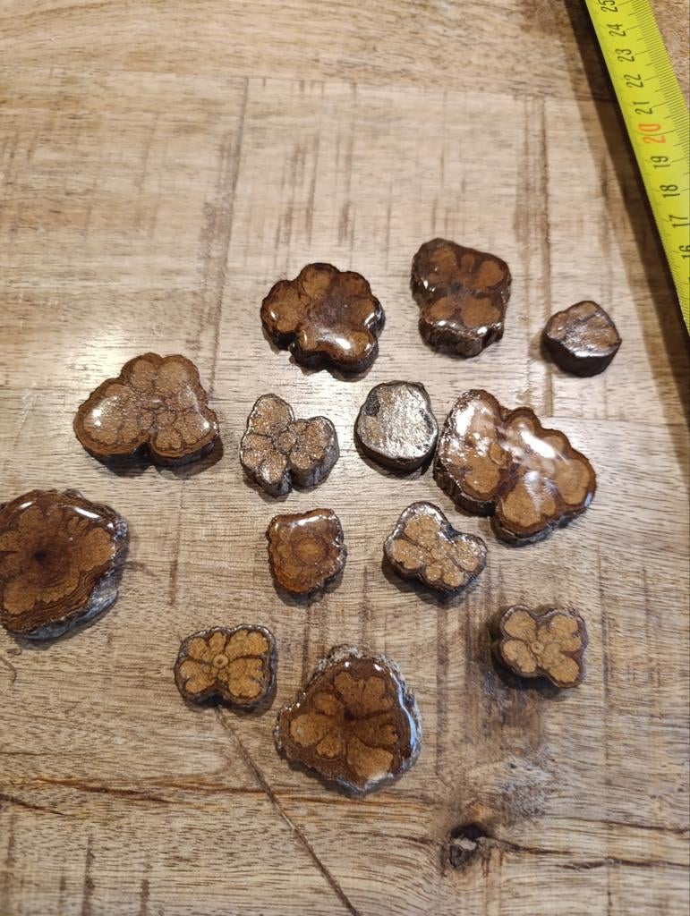 Ayahuasca-liaan schijfjes (Banisteriopsis caapi), Ophalen of Verzenden