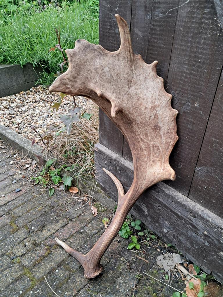 Damhert gewei met unieke Mutatie. Hert - landelijk, Ophalen of Verzenden, Gebruikt, Hert, Gewei of Kop