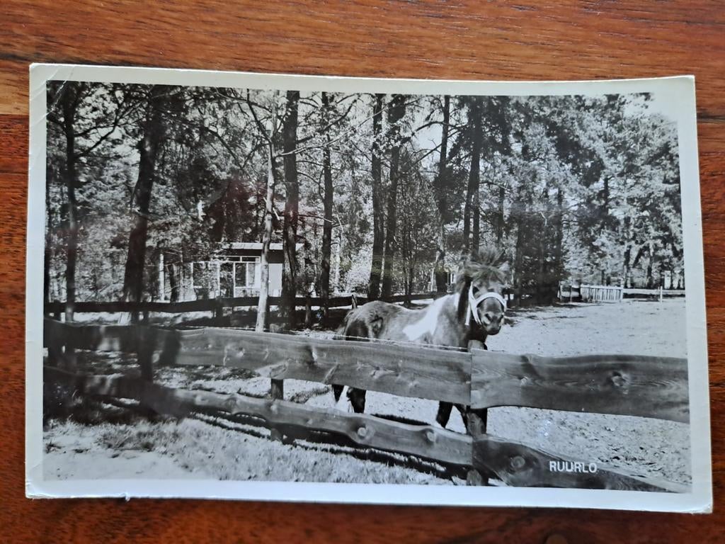 Ruurlo, vakantiepord, t Sikkeler, Ophalen of Verzenden