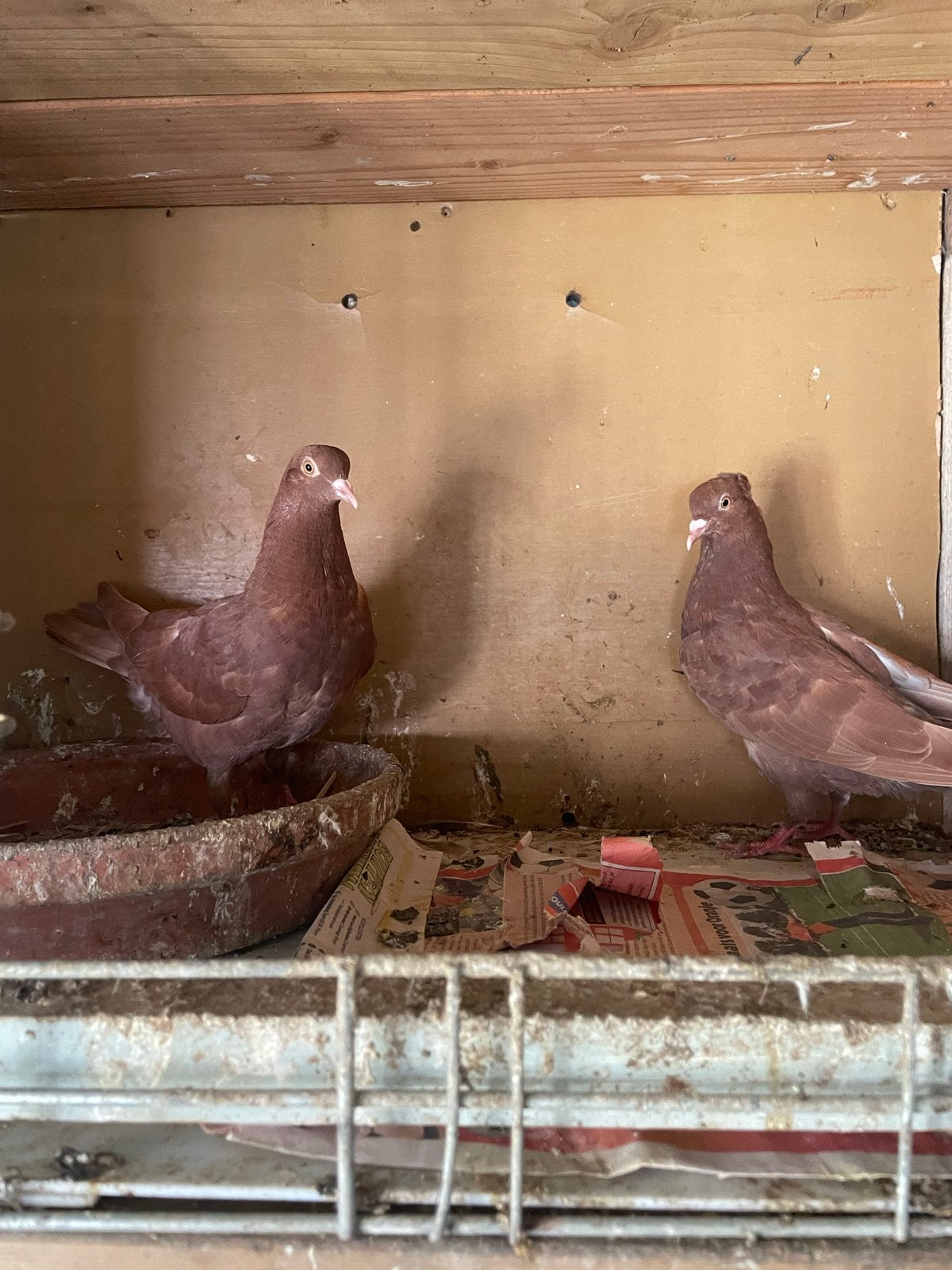 Iranse duiven, Dieren en Toebehoren, Meerdere dieren, Postduif