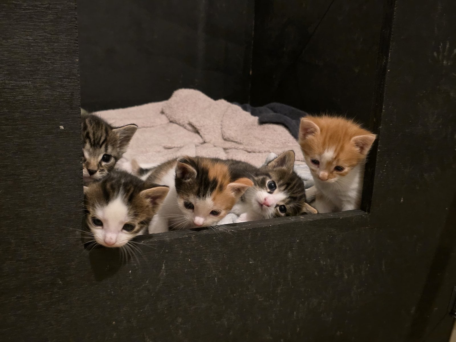 Europese korthaar kittens - nestje van 5, Meerdere dieren, Kortharig, 0 tot 2 jaar