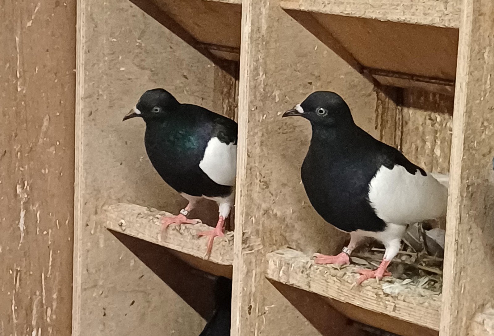 poolse murzyny, Meerdere dieren, Overige soorten