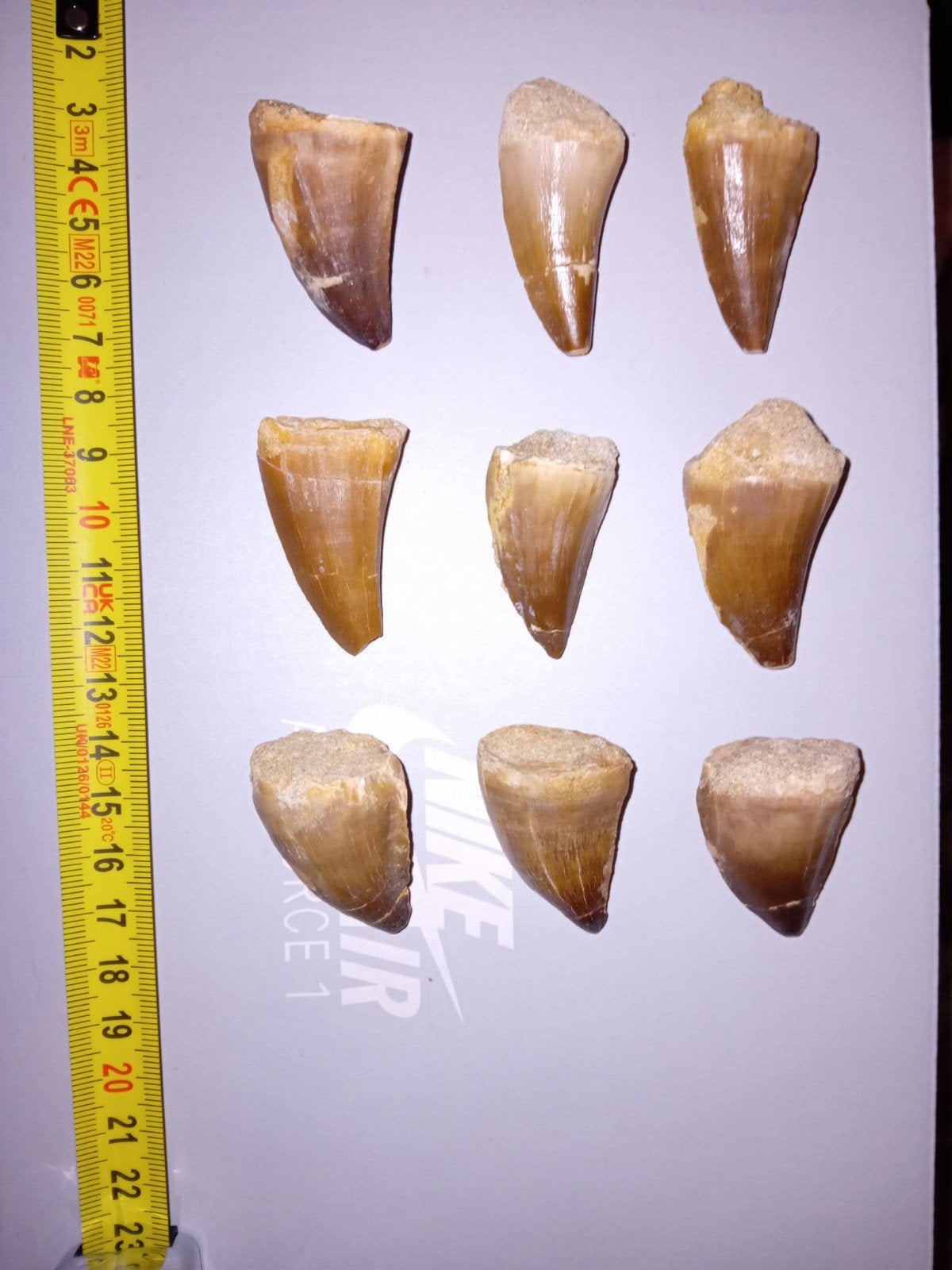 mosasaurus tanden ( per stuk ), Ophalen of Verzenden, Fossiel