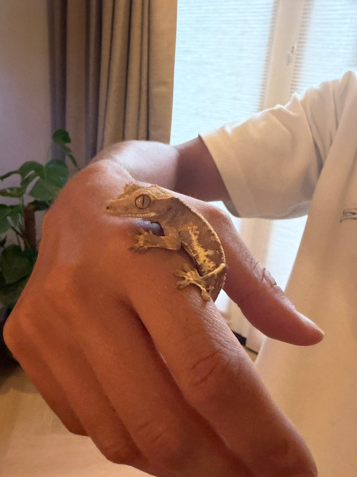 Winper gecko - crested gecko, Dieren en Toebehoren, Hagedis, 0 tot 2 jaar