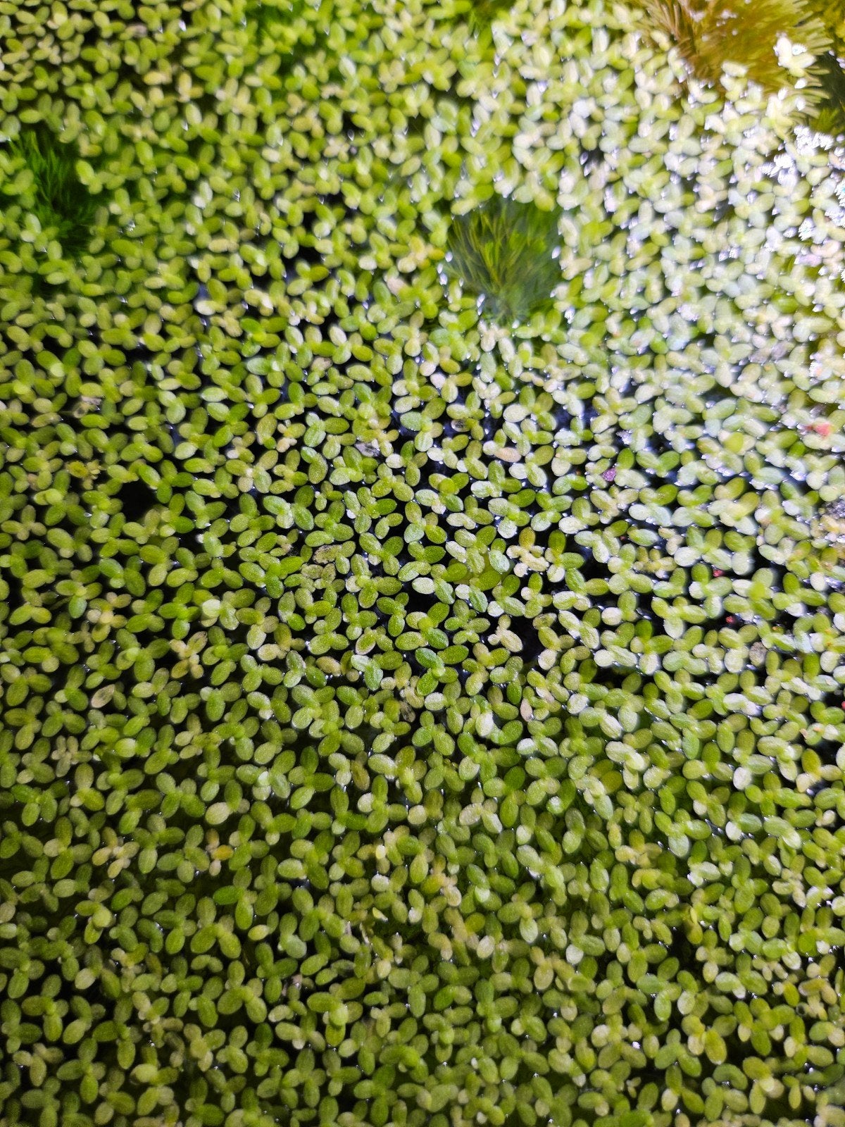snel groeiend drijvende waterplantjes, Dieren en Toebehoren, Ophalen, Plant(en), Steen of Hout