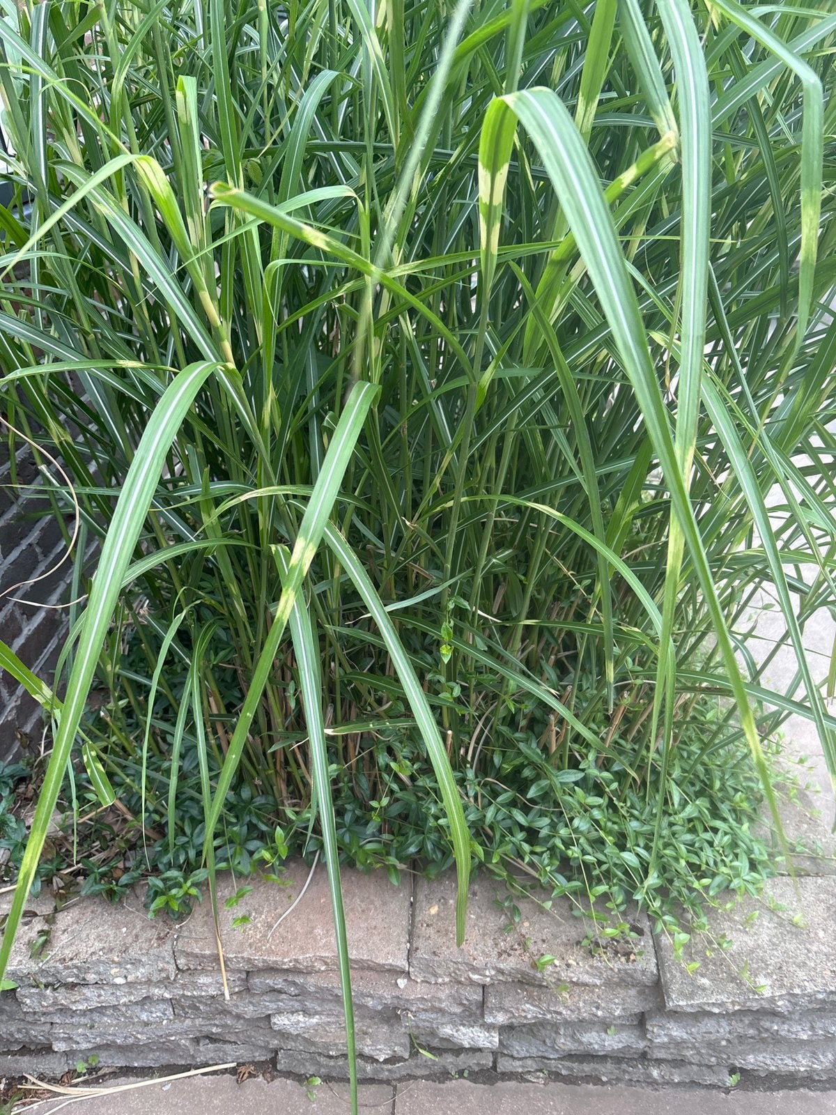 Miscanthus (Chinees prachtriet) plant gratis af te halen, Tuin en Terras, Planten | Tuinplanten, Ophalen, Overige soorten, Halfschaduw