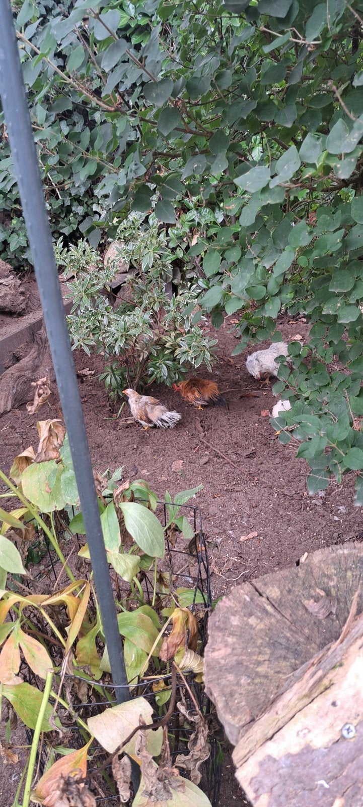 serama haantjes zijderverig en Glad, Dieren en Toebehoren, Mannelijk, Kip