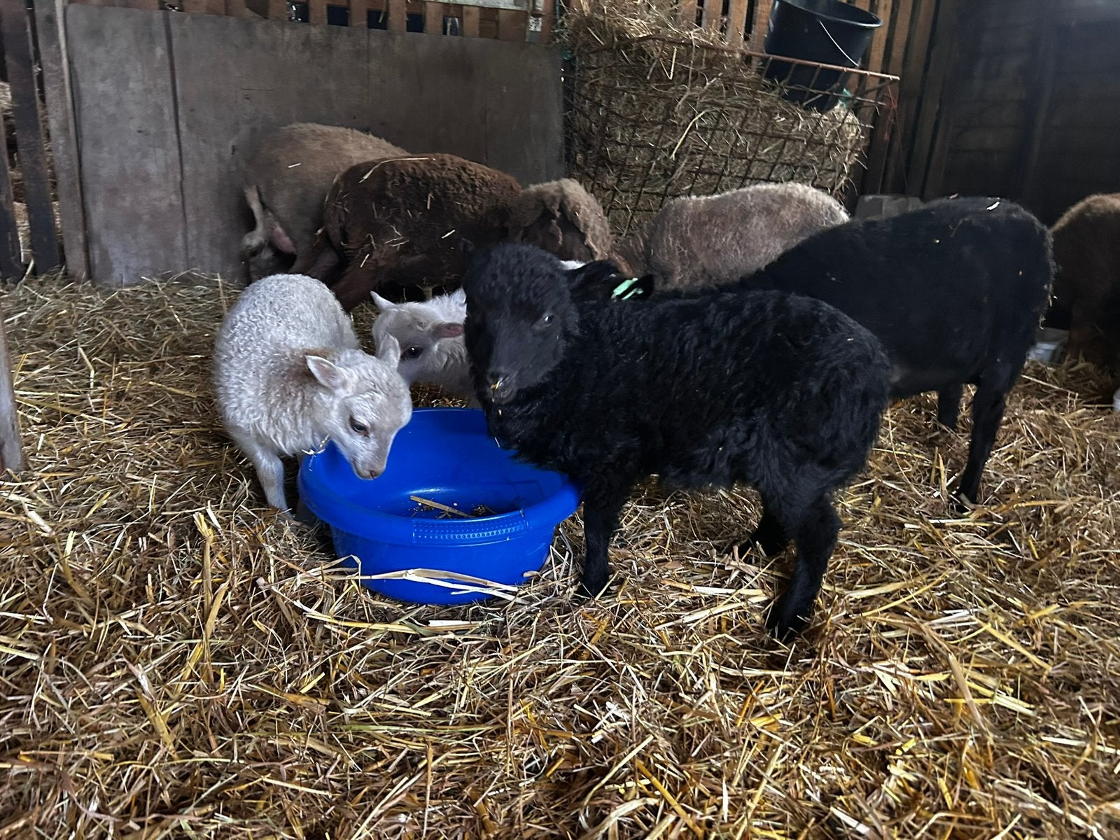 Gezocht: drachtige stamboek ooi (ouessant), Dieren en Toebehoren, Vrouwelijk, Schaap