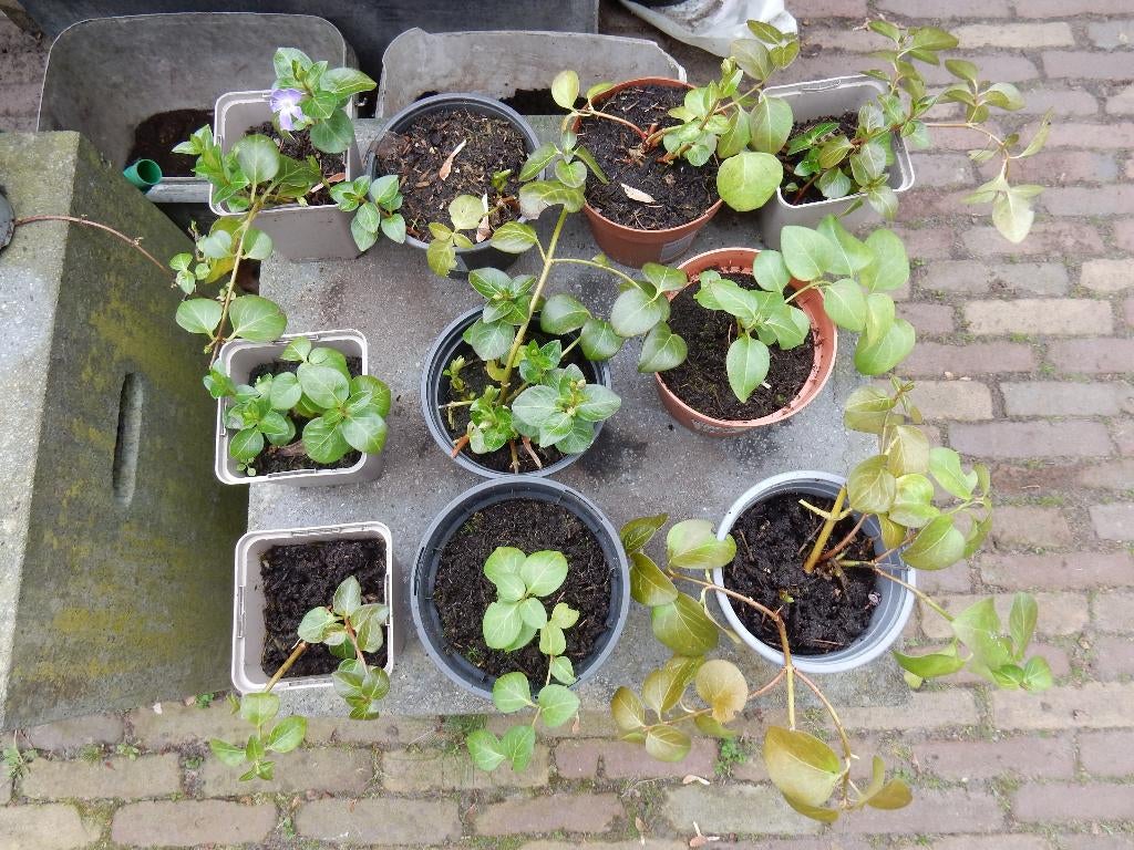 MOOIE MAAGDENPALM PLANTEN, Ophalen, Bodembedekkers, Vaste plant, Halfschaduw