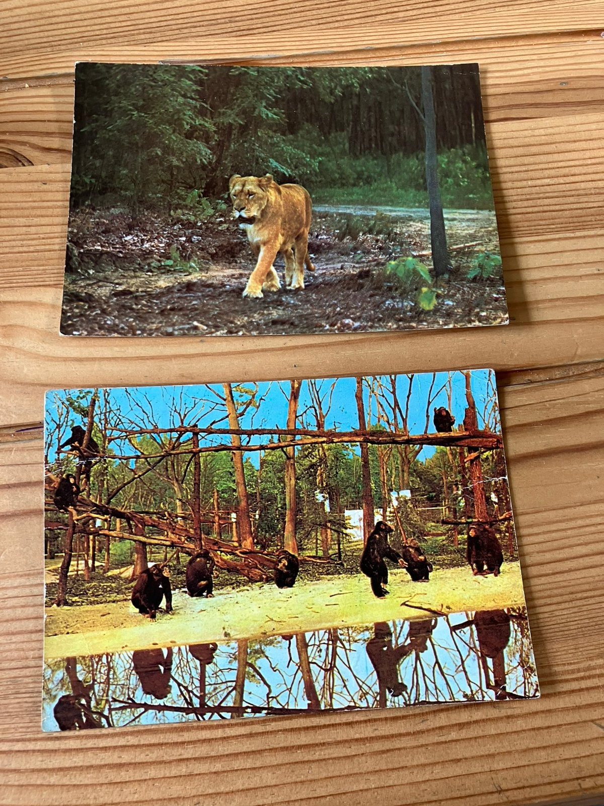 2x ansichtkaart Burgers zoo Arnhem, Ophalen of Verzenden, Gelderland