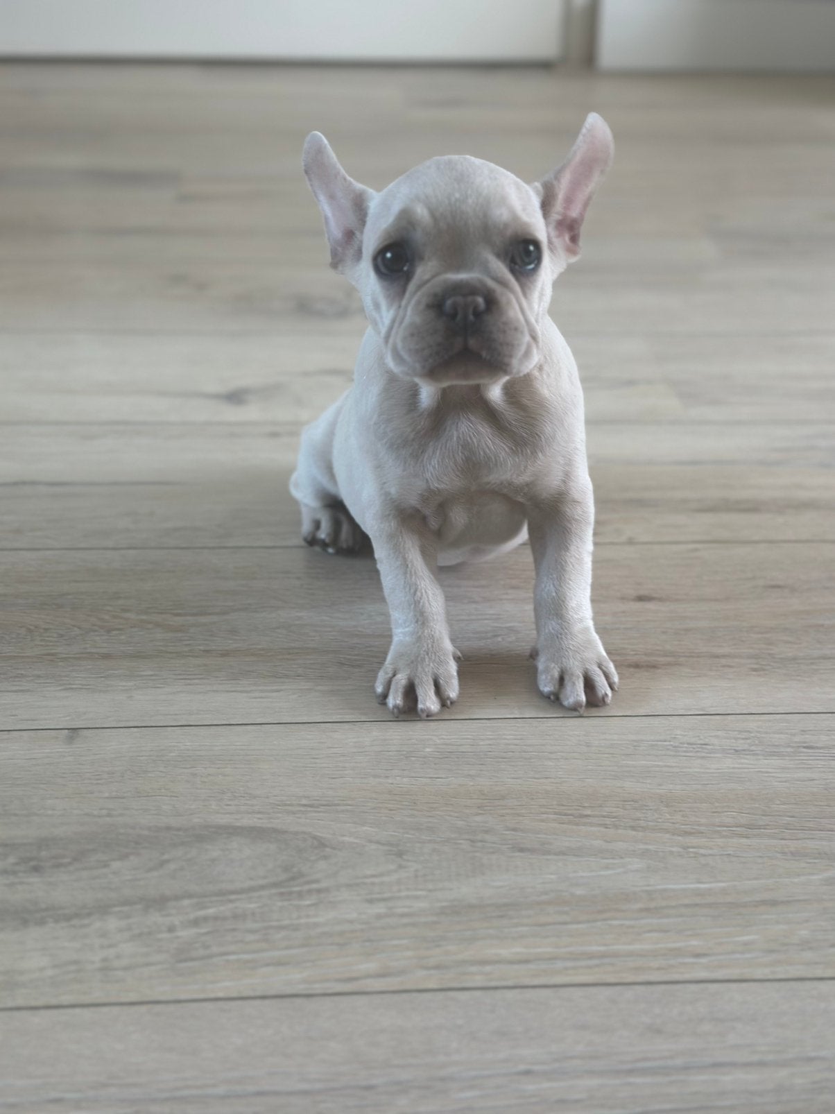 Franse Bulldog pup teefje, Dieren en Toebehoren, Particulier, 8 tot 15 weken, Buitenland, Bulldog