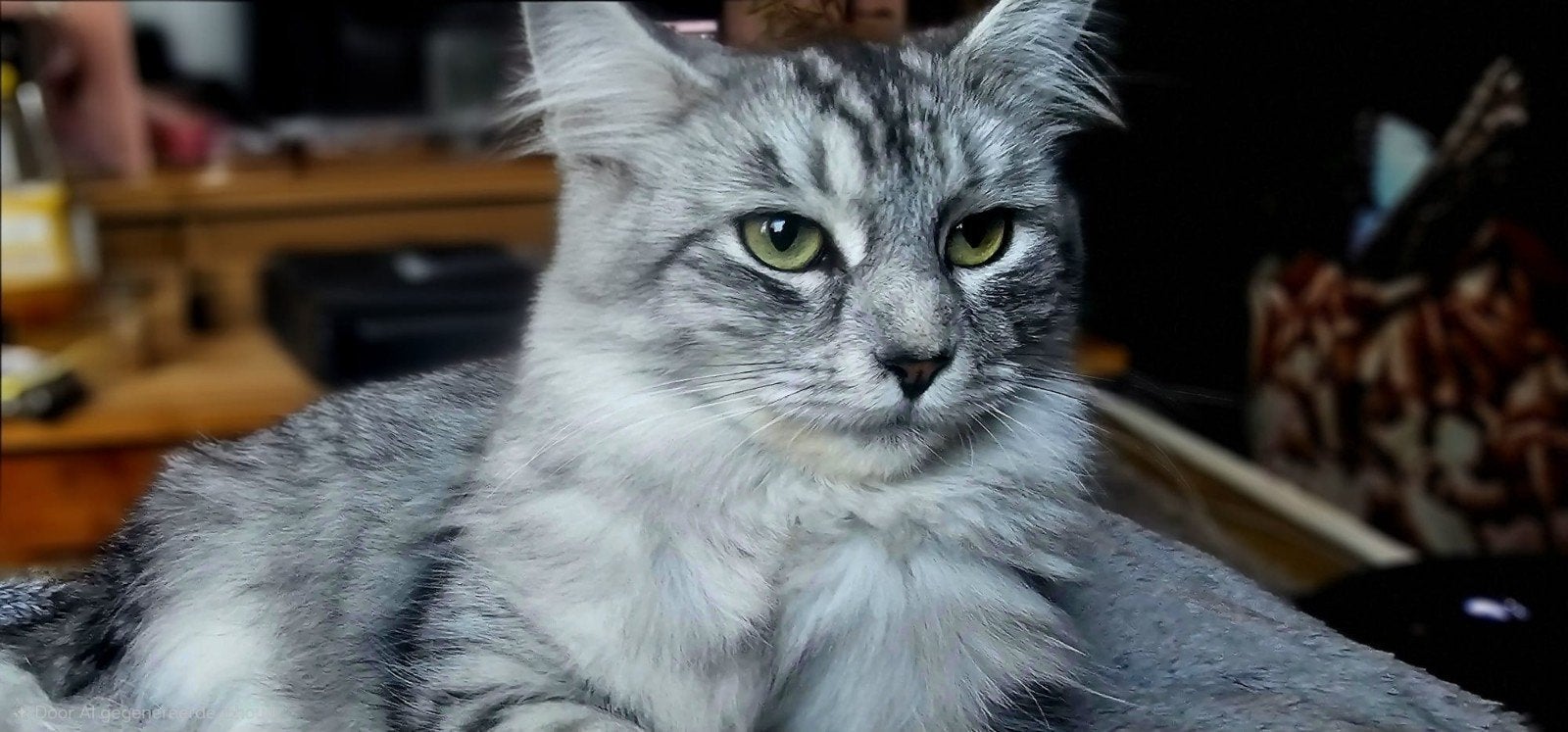 Dekkater gezocht