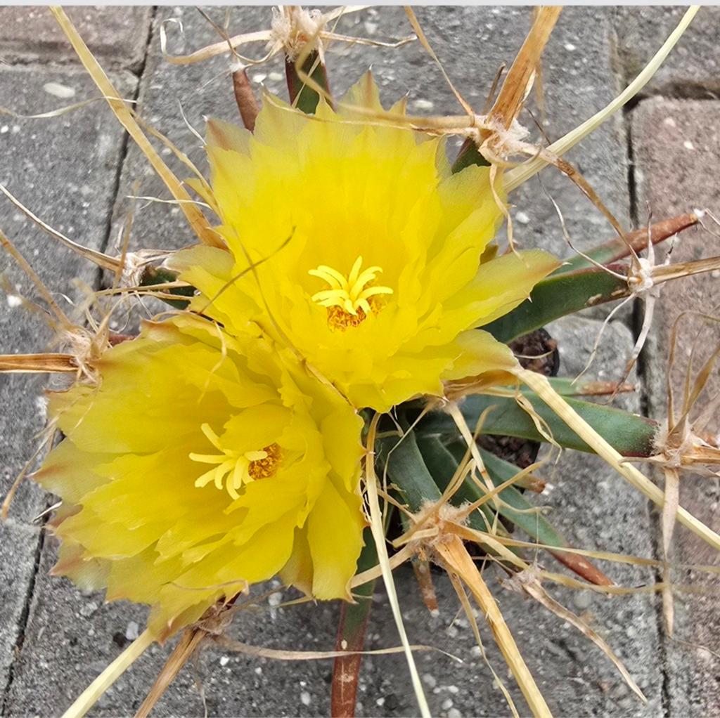 Leuchtenbergia principis, Tuin en Terras, Planten | Tuinplanten, Ophalen of Verzenden, Overige soorten, Volle zon