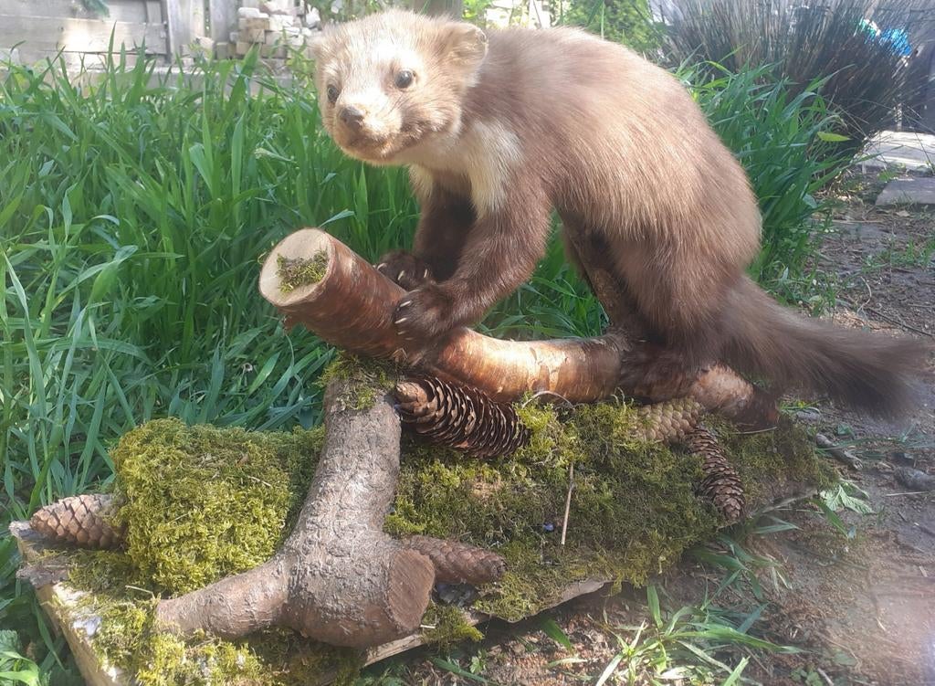 Luxe Taxidermie – Steenmarter met Volle Vacht op Bosdecor, Ophalen of Verzenden, Zo goed als nieuw, Wild dier, Opgezet dier