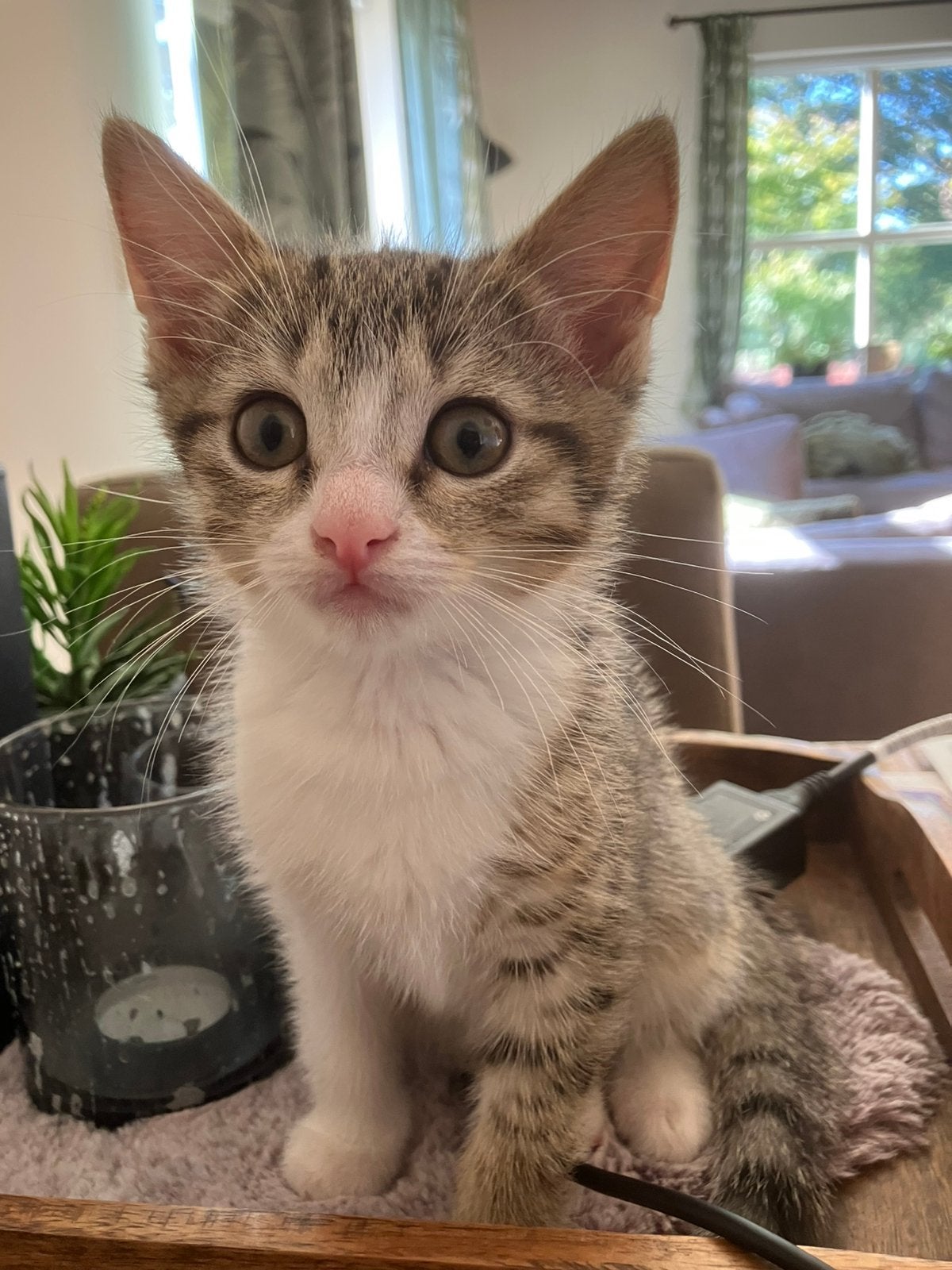 Lieve gestreepte kitten, Dieren en Toebehoren, Kater, Kortharig, 0 tot 2 jaar