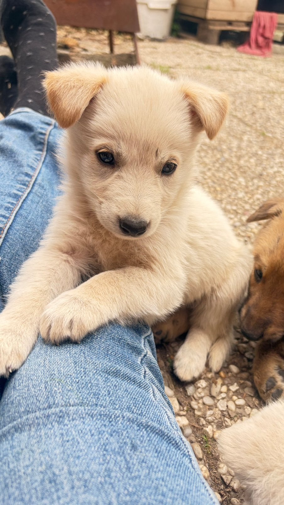 Unieke kruising witte herder x ridgeback, Groot, Meerdere, Meerdere dieren, Nederland