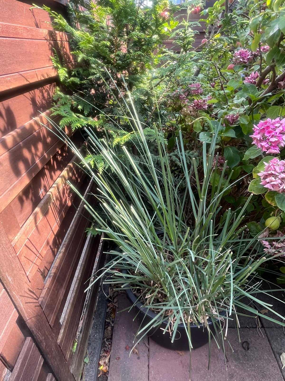 Siergras in pot - Ideaal voor tuin of balkon, Tuin en Terras, Planten | Tuinplanten, Ophalen, Volle zon, Vaste plant, Siergrassen