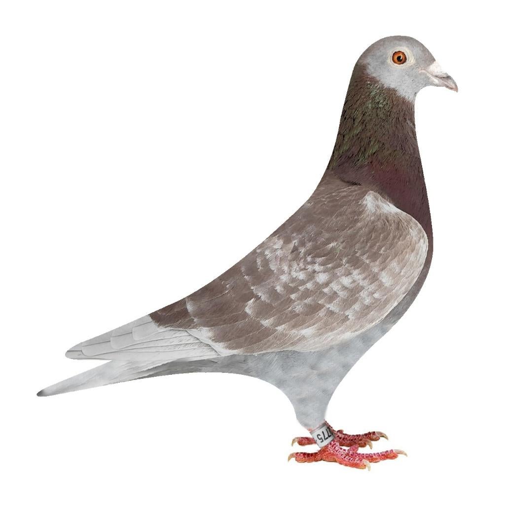 Doffer - Marcelis B 25 6002775, Mannelijk, Postduif