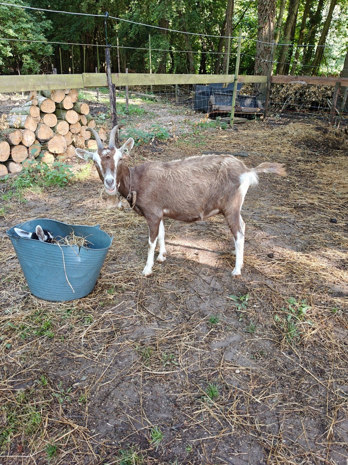 Te koop mooie Toggenburger met geitelam, Dieren en Toebehoren, Vrouwelijk, Geit, 0 tot 2 jaar