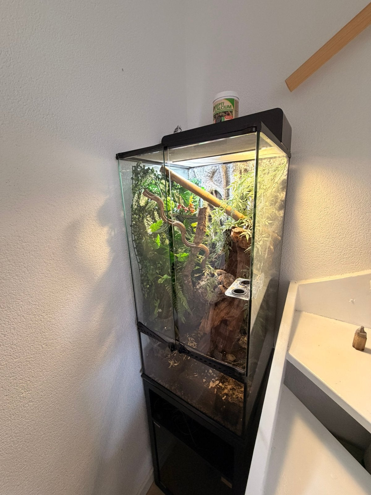 Wimpergekko met toebehoren., Ophalen, Nieuw, Terrarium of Paludarium